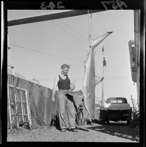 Mr Webby with the eight foot six inch shark that he caught off Somes Island, Wellington
