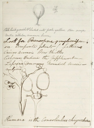 [Buchanan, John], 1819-1898 :[Fungi. ca 1856-1890]