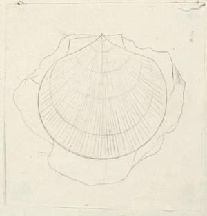 [Buchanan, John], 1819-1898 :[Shell fossil. ca 1856-1890]