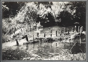 Eel weir on Hokio Stream