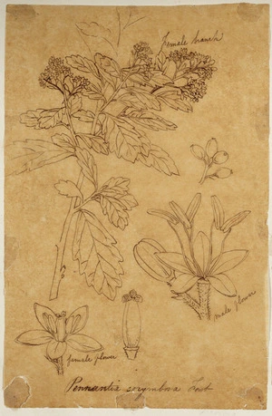 [Buchanan, John], 1819-1898 :Pennantia corymbosa. Forst. [ca 1856-1890]