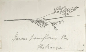 [Buchanan, John], 1819-1898 :Juncus pauciflorus Br. Hokianga. [ca 1856-1890]
