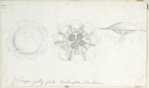 [Buchanan, John], 1819-1898 :Large jelly fish. Wellington Harbour. [ca 1856-1890]