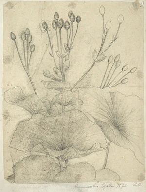 [Buchanan, John], 1819-1898 :Ranunculus lyallii. H. fil., J.B. [ca 1856-1890]
