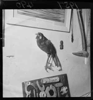 Part of a museum display with a stuffed male huia (bird) and various Maori artefacts
