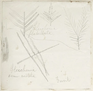 [Buchanan, John], 1819-1898 :Fossils. Gleichenia flabellata. Gleichenia semi vestita. [ca 1856-1890]