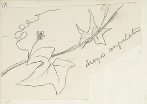 [Buchanan, John], 1819-1898 :Sicyos angulatus. [ca 1856-1890]