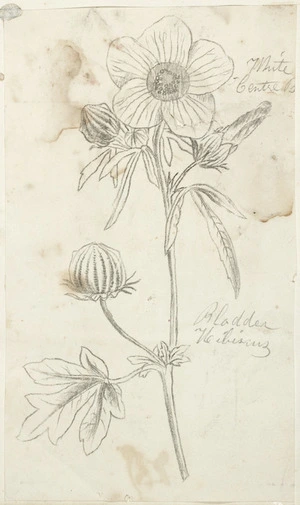 [Buchanan, John], 1819-1898 :Bladder hibiscus. [ca 1856-1890]