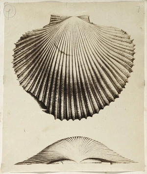 [Photographer unknown :Scallop. ca 1856-1890]