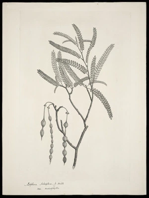 Parkinson, Sydney, 1745-1771: Sophora tetraptera, J. Mill. var. microphylla [Sophora microphylla (Leguminosae) - Plate 431]