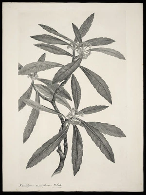 Parkinson, Sydney, 1745-1771: Pseudopanax crassifolium. C. Koch [Pseudopanax crassifolius (Araliaceae) - Plate 465]