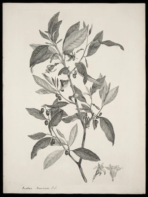 Parkinson, Sydney, 1745-1771: Fuchsia excorticata L. f. [Fuschia excorticata (Onagraceae) - Plate 452]