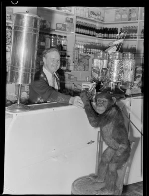 A chimpanzee taking a bottle from an unidentified male assistant at a shop, Wellington