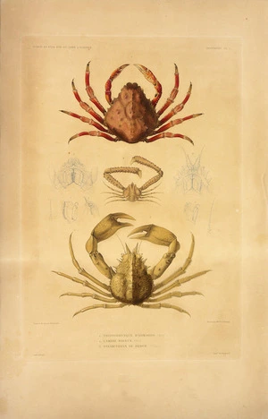 Borromee, fl 1840s-1850s :Prionorhynque d'Edwards. Lambre noueux. Paramithrax de Peron. Peint et dirigee par Borromee. Grave par Madame V.e Schmelz. Crustaces, Pl. 1