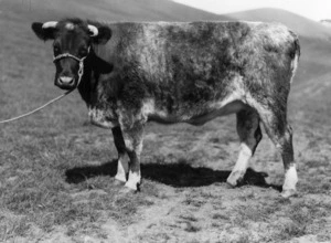 Shorthorn heifer