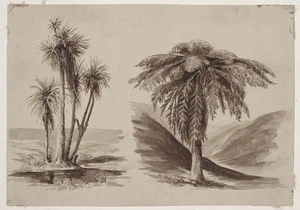 Codrington, Robert Henry, 1830-1922 :Ti tree [and] tree fern. [ca 1860]