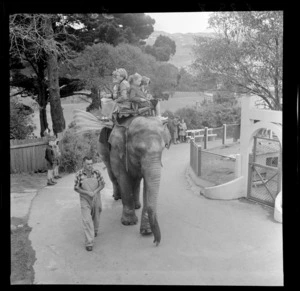 Riding an elephant, Wellington Zoo