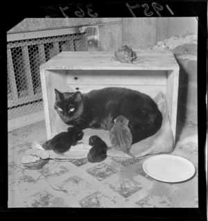 Cat with kittens, Wellington Railway Station