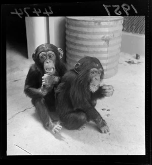 Two young chimpanzees at the zoo