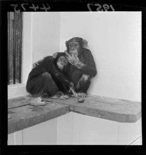 Two chimpanzees at the zoo
