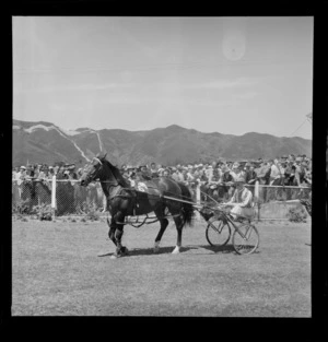 Horse and driver, trotting at Hutt Park, Wellington