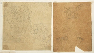 [Buchanan, John], 1819-1898 :[Drawings of plants. ca 1860s-1870s]