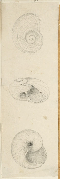 [Buchanan, John], 1819-1898 :[Shells. ca 1858-1890]