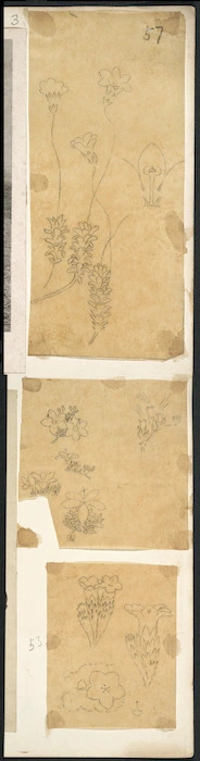 [Buchanan, John], 1819-1898 :[Plants. ca 1858-1890]