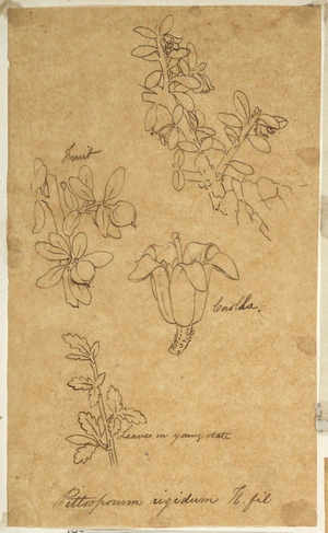 [Buchanan, John], 1819-1898 :Pittosporum rigidum. H.fil. [ca 1858-1890]
