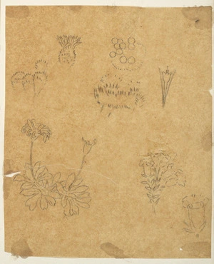 [Buchanan, John], 1819-1898 :[Plants. ca 1860s-1870s]