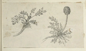 [Buchanan, John], 1819-1898 :[Plant. ca 1858-1890]