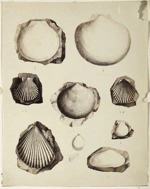 [Photographer unknown] :[Assortment of shells and fossil shells. ca 1860s-1870s]