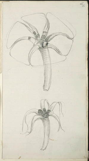 [Buchanan, John], 1819-1899 :[Unidentified flower. ca 1860s-1890s]