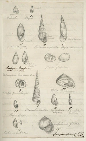 [Buchanan, John], 1819-1899 :[Shells]. Specimen of an entire month. [ca 1860s-1890s]