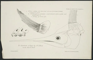 Buchanan, John, 1819-1899 :To illustrate a paper by F J Knox on the sword fish. J Buchanan, del & lith. Printed at the Gen. Gov. Lith. Press by J Earle. [Published in] Trans. NZ Institute Vol II Pl 1. [18--]