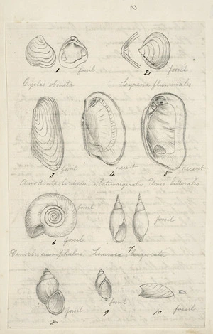 [Buchanan, John], 1819-1899 :[Fossil shells. ca 1860s-1890s]