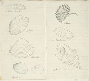 [Buchanan, John], 1819-1899 :[Shells. ca 1860s-1890s]