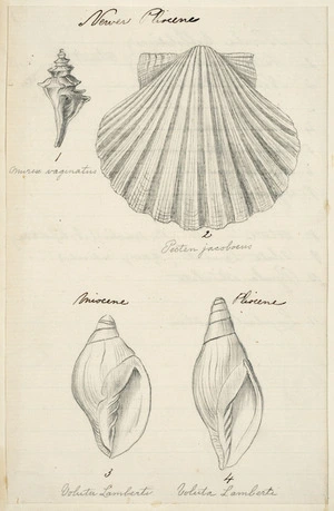 [Buchanan, John], 1819-1899 :[Shells]. Newer pliocene. Miocene. [ca 1860s-1890s]