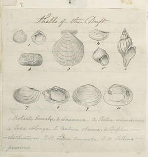 [Buchanan, John], 1819-1899 :Shells of the Drift [ca 1860s-1890s]