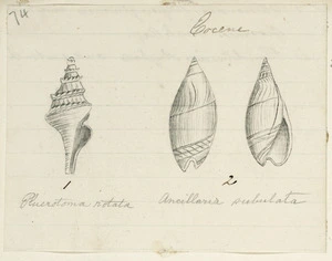 [Buchanan, John], 1819-1899 :[Shells] Eocene. [ca 1860s-1890s]