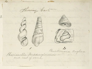 [Buchanan, John], 1819-1899 :[Shells]. Showing casts. [ca 1860s-1890s]