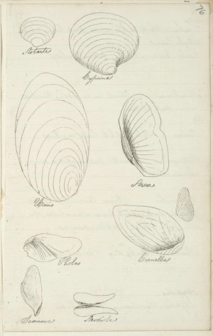 [Buchanan, John], 1819-1899 :[Shells. ca 1860s-1890s]