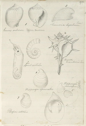 [Buchanan, John], 1819-1899 :[Shells]. Wanganui. [ca 1860s-1890s]