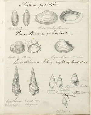 [Buchanan, John], 1819-1899 :[Shells]. Miocene of Belgium. Lower Miocene of England. Lower Miocene of Isle of Wight (Hempstead). [ca 1860s-1890s]