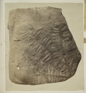 [Buchanan, John], 1819-1898 :[Fossil plants. ca 1860s-1870s]
