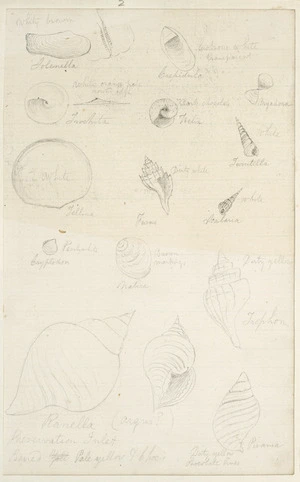 [Buchanan, John], 1819-1899 :[Shells. ca 1860s-1890s]