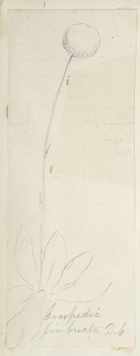 [Buchanan, John], 1819-1899 :Craspedia fimbriata. D.C. [ca 1860s-1890s]