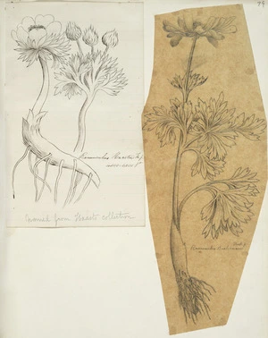 [Buchanan, John], 1819-1898 :[Botanical drawings]. Ranunculus haastii [and] Ranunculus buchanani. [1860s].