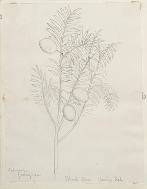 [Buchanan, John], 1819-1898 :Podocarpus ferruginea. Black pine. Berries red. [ca 1858-1890]