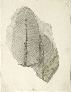 [Artist unknown] :[Fossil leaves. ca 1860s-1870s]